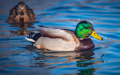 Wild duck