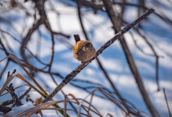 Wild bird