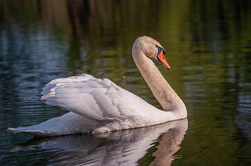 Fototapeta premium Swan