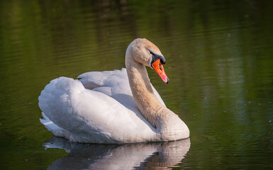 Swan