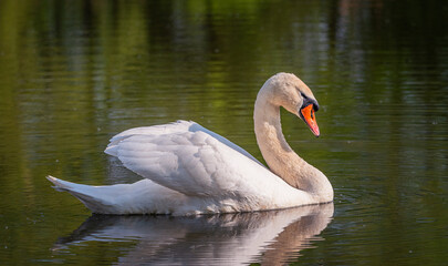 Swan