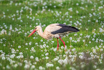 Stork