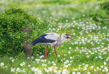 Stork