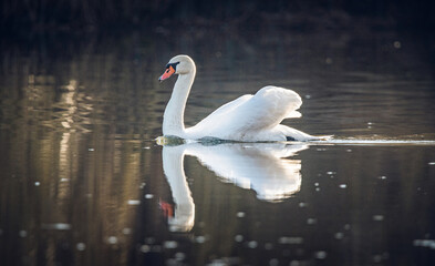 Naklejka premium Swan
