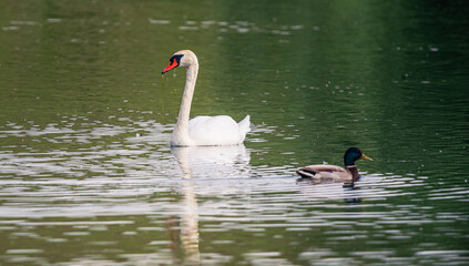 Fototapeta premium Swan