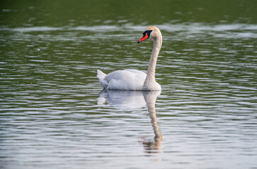 Swan