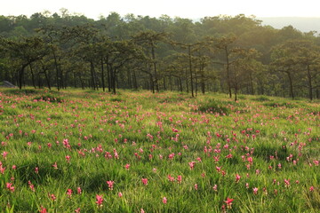 Dok Krachiao (Siam Tulip) flowers bloom festival in Sai Thong National Park Chaiyaphum province, Thailand 