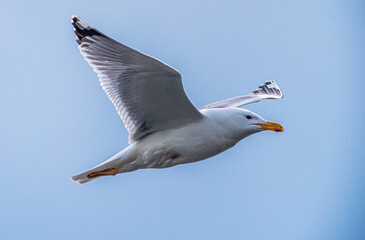 Wild bird