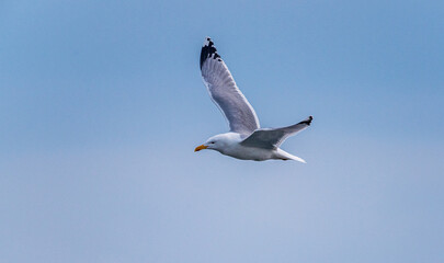 Wild bird