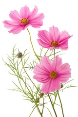 Close-up of pink flowers in a clear glass vase