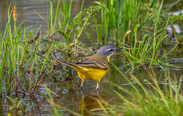 Wild bird