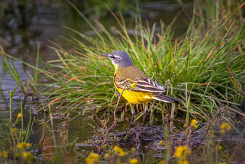 Wild bird