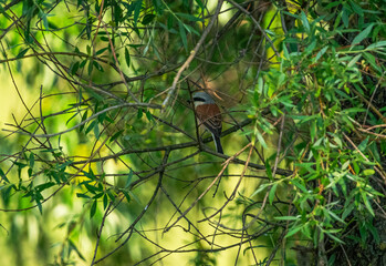 Wild bird