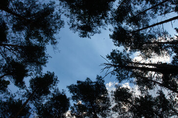 growing trees in Ukraine
