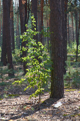 growing trees in Ukraine