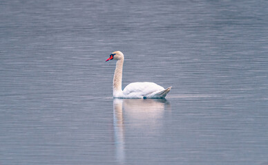 Swan