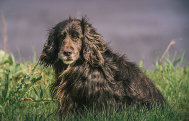 Fototapeta premium Dog