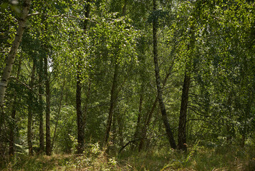 growing trees in Ukraine