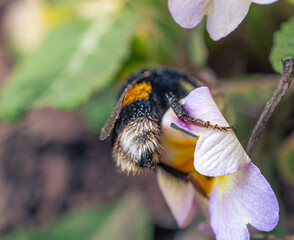Bumblebee