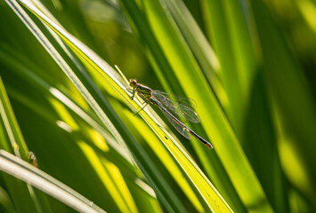 Insect