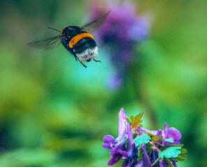 Bumblebee