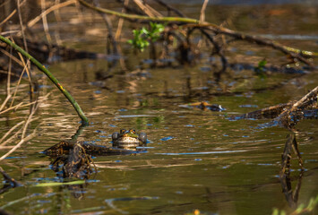 Frog