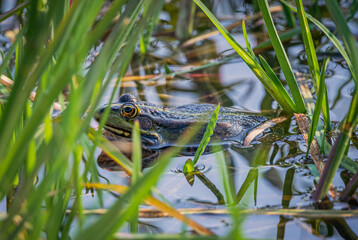 Frog