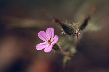 Wild flowers