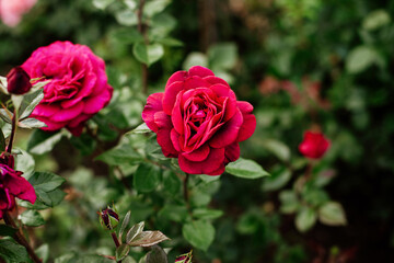 Beautiful bright vine red roses on bush in garden close up, floral wallpaper. Gardening and plants care concept, dark shades photo