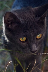 chat