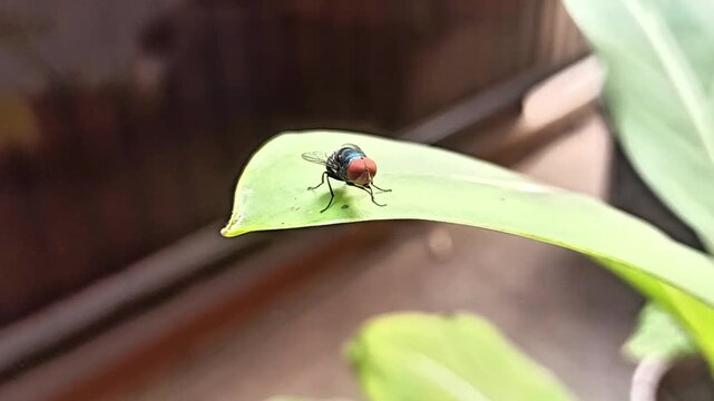 Leafhoppers are often found in areas with a lot of trash or organic waste. These insects serve an important ecological function, but leafhoppers are also a concern because of the spread of bacteria.