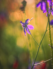 Garden flower