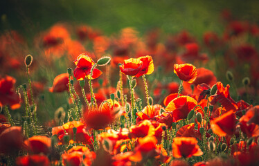 Fototapeta premium Poppy