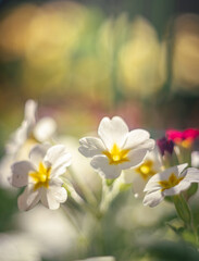 Garden flower