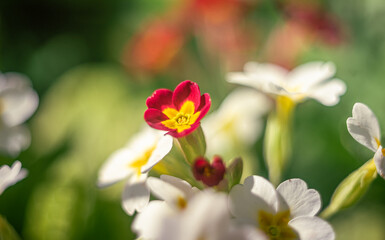 Garden flower