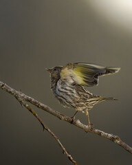 Pine siskin on a tree branch