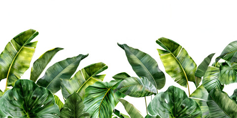 Many tropical varieties of leaves half the frame template background
