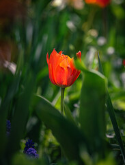 Naklejka premium Tulip