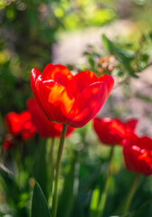Obraz premium Tulip