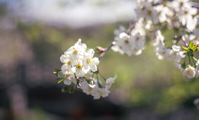 Garden flower