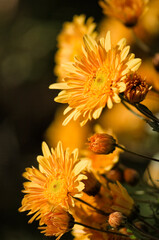 Chrysanthemums in Bloom. Orange Yellow Flowers Reaching out