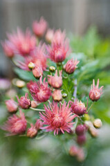 Chrysanthemums in Bloom. Chrysanthemum ‘Evening Glow’