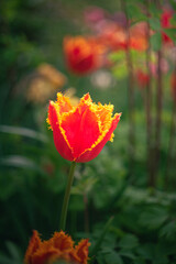 Tulip