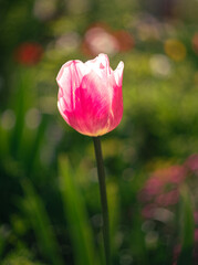 Naklejka premium Tulip