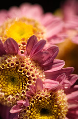 A Close-up of Anemone Chrysanthemum Flowers