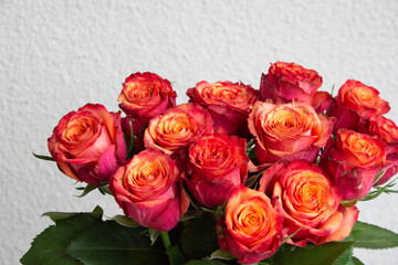 グラデーションカラーのバラ