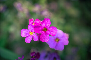 Garden flower