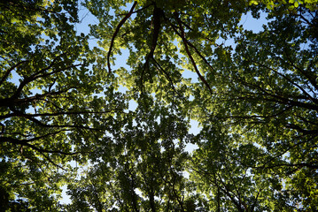 growing trees in Ukraine