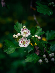 Wild flowers