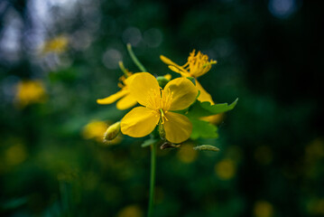 Wild flowers